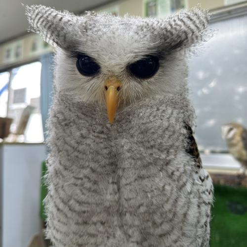 マレーワシミミズクイメージ
